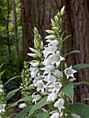 CAMPANULA LATIFOLIA ALBA