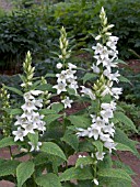 CAMPANULA LATIFOLIA ALBA