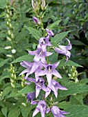 CAMPANULA LATIFOLIA