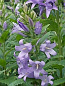 CAMPANULA LATIFOLIA