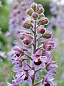 DELPHINIUM STAPHISAGRIA,  HARDY PERENNIAL