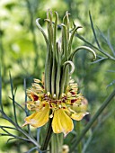 NIGELLA SATIVA TRANSFORMER