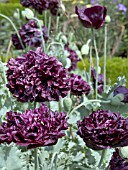 PAPAVER SOMNIFERUM BLACK PEONY,  HARDY ANNUAL