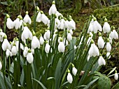 GALANTHUS PLICATUS (SNOWDROP)