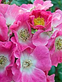 ROSA AMERICAN PILLAR,  RAMBLER ROSE