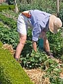 STRAWBERRY PLANTS,  MULCHING WITH STRAW FOR RIPENING FRUITS