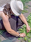 THINNING SWISS CHARD SEEDLINGS