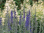 ACONITUM NEPELLUS & ARUNCUS DIOICUS