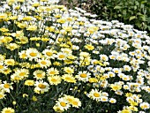 ANTHEMIS TINCTORIA C E BUXTON & PALLIDA