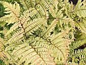 ATHYRIUM OTOPHORUM,  HARDY FERN