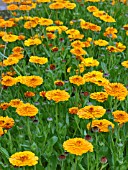 CALENDULA ORANGE PRINCE