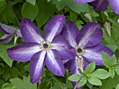 CLEMATIS VEROSA VIOLACEA,  HARDY CLIMBER