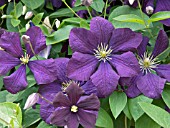 CLEMATIS X JACKMANII SUPERBA,  HARDY CLIMBER