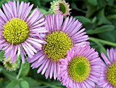 ERIGERON GLAUCUS ELSTEAD PINK