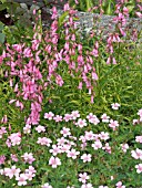 GERANIUM WARGRAVES PINK & PENSTEMON EVELYN,  HARDY PERENNIALS