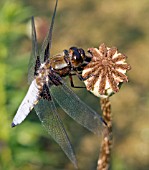 LIBELLULA DEPRESSA,  MALE,  DRAGONFLY,  ON POPPY SEEDHEAD