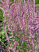 LIMONIUM SUWOROWII