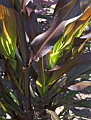 PENNISETUM PURPLE MAJESTY,  ORNAMENTAL MILLET