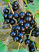 RIBES NIGRUM BOSKOOP GIANT (EARLY VARIETY),  (BLACKCURRANT).