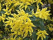 ACACIA DEALBATA (MIMOSA)