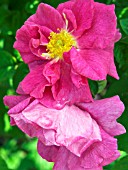 ROSA MARCEL BOURGOUIN,  (GALLICA ROSE)