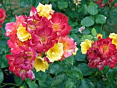 ROSA MASQUERADE,  (FLORIBUNDA ROSE)