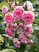 ROSA PINK GROOTENDORST