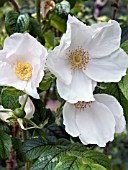 ROSA RUGOSA ALBA,  (RUGOSA ROSE)