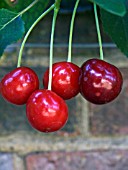 PRUNUS CERASUS MORELLO,  (CHERRY)