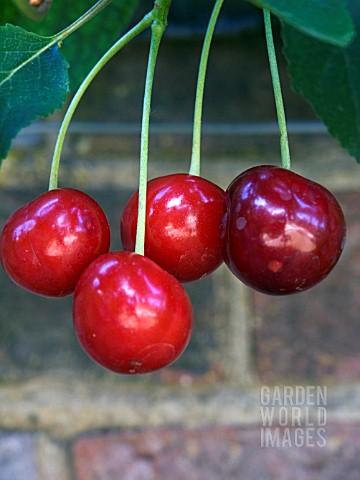 PRUNUS_CERASUS_MORELLO__CHERRY