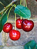 PRUNUS CERASUS MORELLO,  (CHERRY)