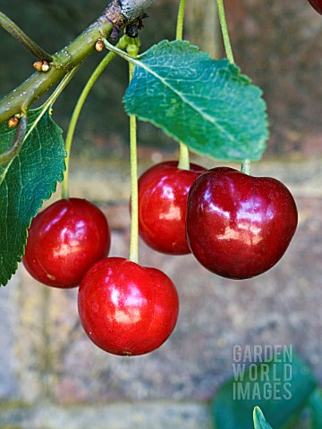 PRUNUS_CERASUS_MORELLO__CHERRY