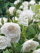 ROSA WHITE GROOTENDORST,  (RUGOSA ROSE)