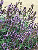 SALVIA OFFICINALIS,  (COMMON SAGE)