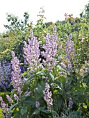 SALVIA SCLAREA VAR. TURKESTANICA,  (BIENNIAL CLARY)