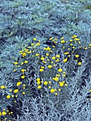 SANTOLINA CHAMAECYPARISSUS & ARTEMISIA POWIS CASTLE (AGM),  (LAVENDER COTTON & WORMWOOD)  SENSORY HERBS.