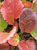 BERGENIA CORDIFOLIA (ELEPHANTS EAR)