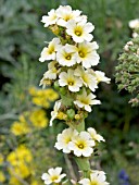 SISYRINCHIUM STRIATUM, (PALE YELLOW EYED GRASS)