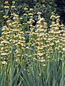 SISYRINCHIUM STRIATUM,  (PALE YELLOW EYED GRASS)