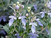 TEUCRIUM FRUTICANS, (TREE GERMANDER)