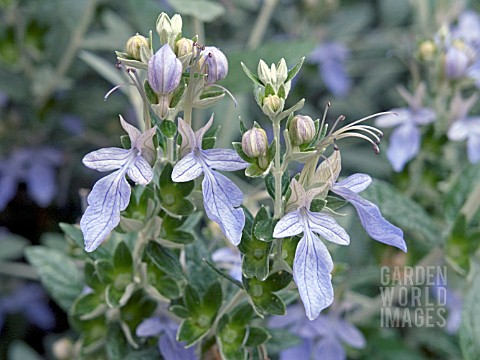 TEUCRIUM_FRUTICANS_TREE_GERMANDER