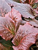 BERGENIA CORDIFOLIA (ELEPHANTS EAR)