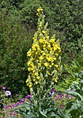 VERBASCUM BANATICUM