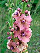 VERBASCUM HELEN JOHNSON,  (MULLEIN)