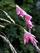 DIERAMA PULCHERRIMUM,  (ANGELS FISHING ROD)