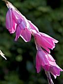 DIERAMA PULCHERRIMUM,  (ANGELS FISHING ROD)