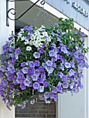 HANGING BASKET WITH PETUNIA & VERBENA