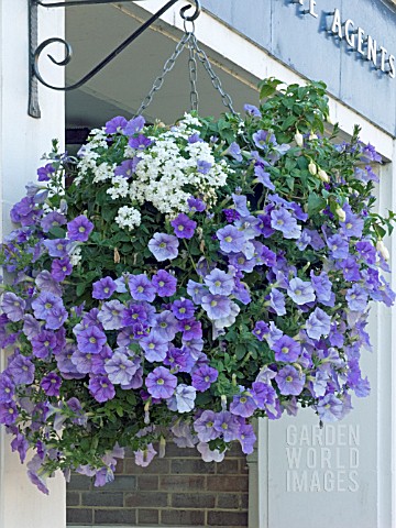 HANGING_BASKET_WITH_PETUNIA__VERBENA