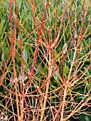 CORNUS SANGUINEA MIDWINTER FIRE