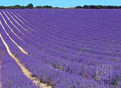 LAVANDULA_ANGUSTIFOLIA_MAILLETTE__UK_COMMERCIAL_LAVENDER_CROP_READY_FOR_HARVEST__IN_SUSSEX